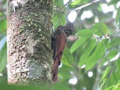 Xiphorhynchus lachrymosus