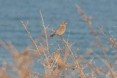 Carpodacus rhodochlamys
