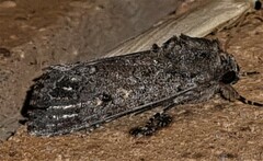 Spodoptera umbraculata
