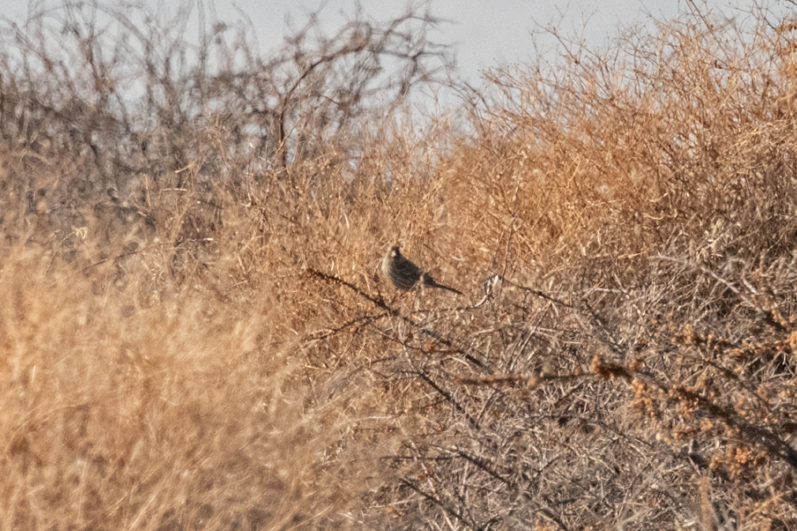 Red-mantled Rosefinch