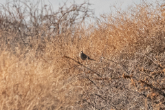 Carpodacus rhodochlamys