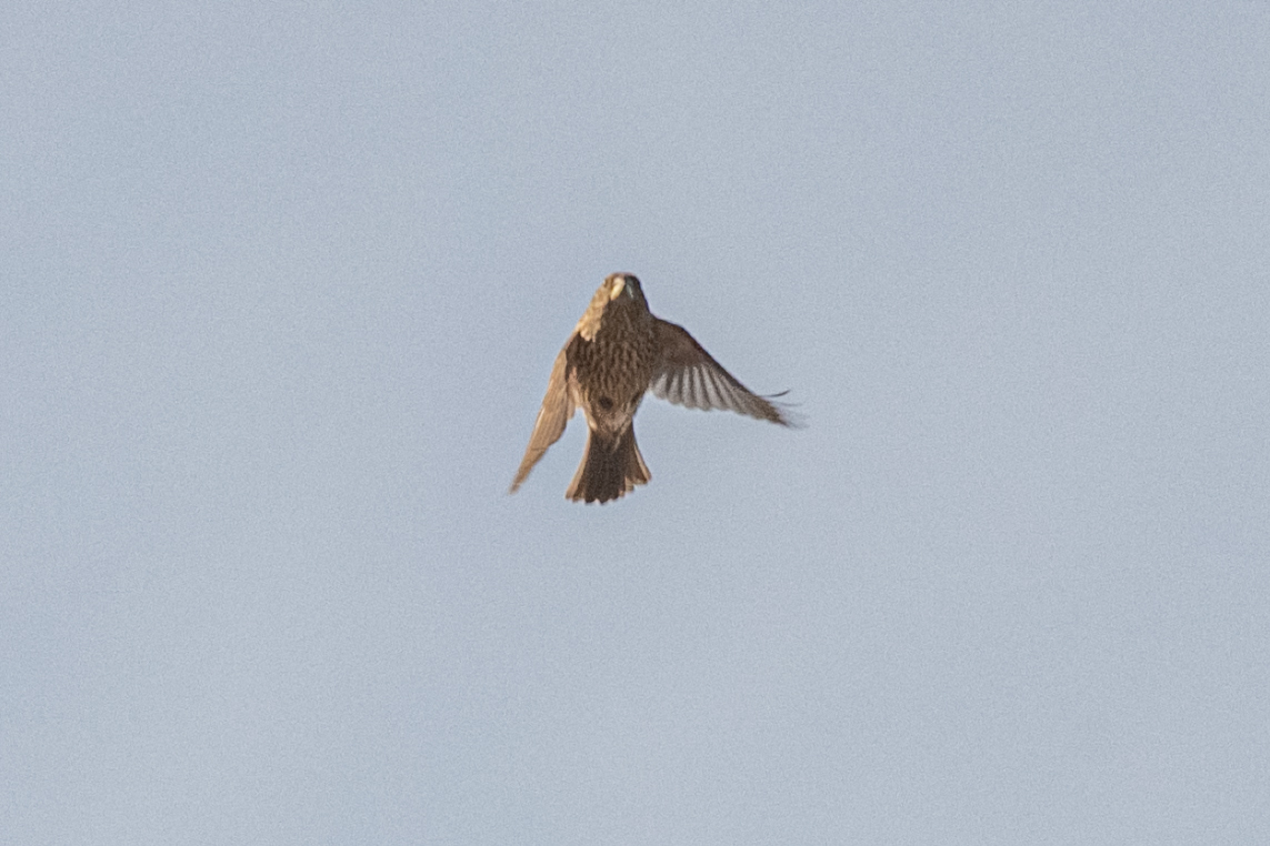 Red-mantled Rosefinch
