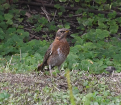 Turdus naumanni