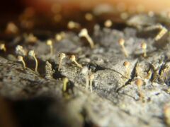 Sclerophora amabilis