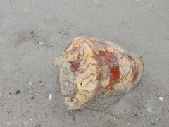 Cymbiola nobilis