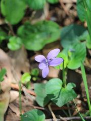Violaceae