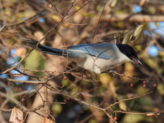 Cyanopica cyanus