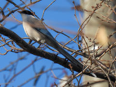 Cyanopica cyanus