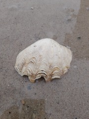 Tridacna