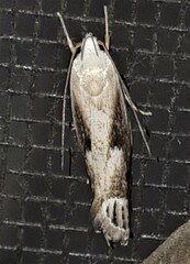 Plectophila discalis