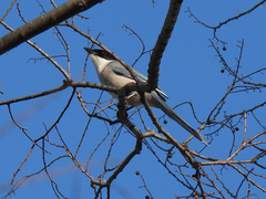 Cyanopica cyanus