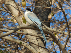 Cyanopica cyanus