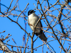 Cyanopica cyanus