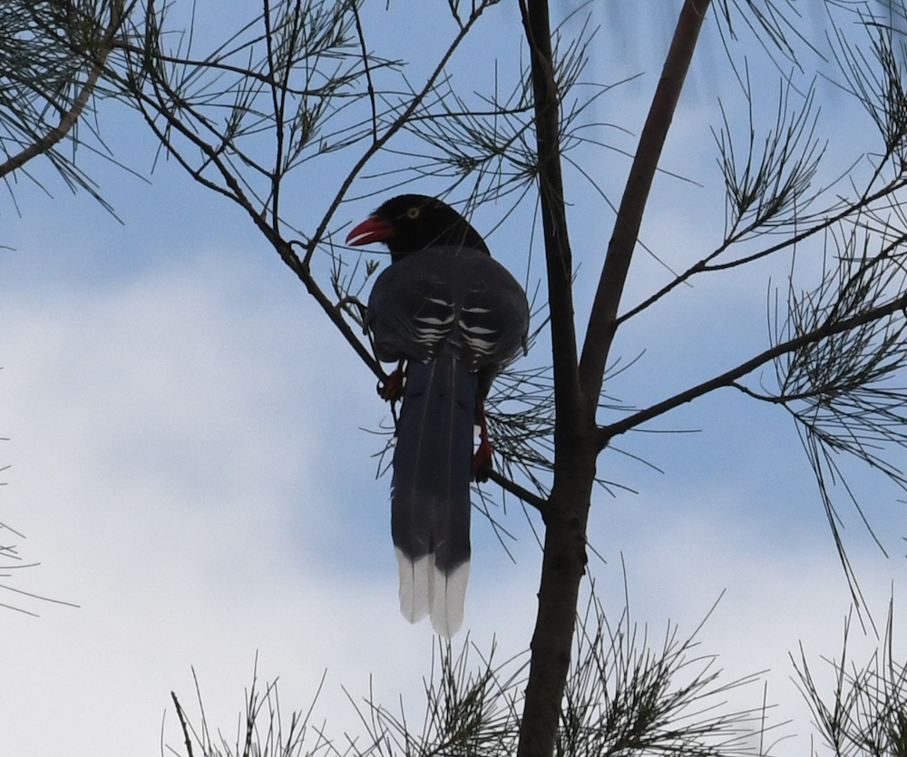 Taiwan Blue Magpie