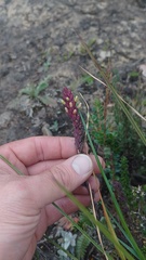 Neobartsia