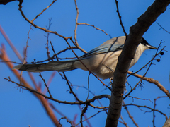 Cyanopica cyanus