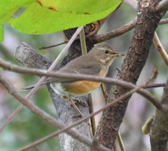Turdus chrysolaus
