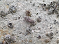 Grapsus