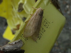 Halysidota tessellaris