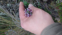 Linochilus phylicoides