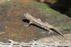 Sceloporus nelsoni