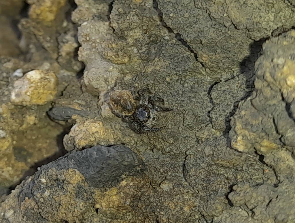 Diplocanthopoda
