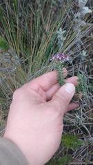 Linochilus phylicoides