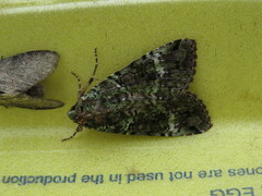 Anaplectoides prasina