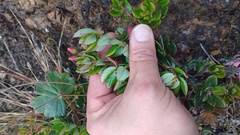 Bejaria