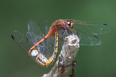Trithemis pluvialis