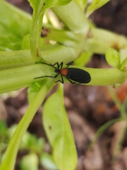 Plecia ruficollis
