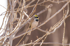 Emberiza elegans