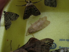 Halysidota tessellaris