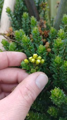 Baccharis rupicola