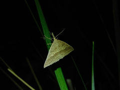 Epidesmia hypenaria