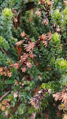 Baccharis rupicola