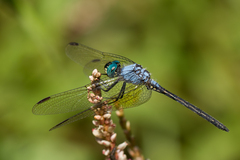 Trithemis stictica