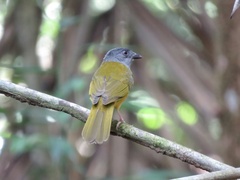 Eucometis penicillata