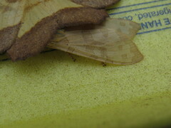 Halysidota tessellaris