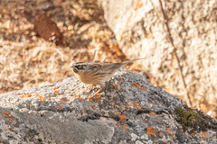 Prunella atrogularis