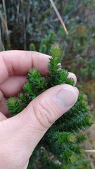 Baccharis tricuneata