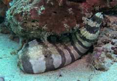 Gymnothorax enigmaticus
