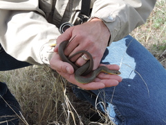 Coluber constrictor flaviventris