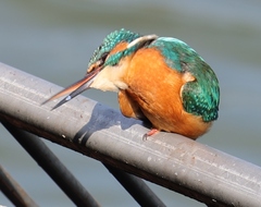 Alcedo atthis bengalensis