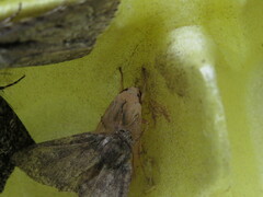 Halysidota tessellaris