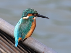 Alcedo atthis bengalensis
