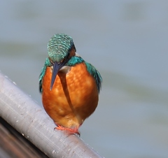 Alcedo atthis bengalensis