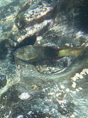 Notolabrus gymnogenis