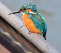 Alcedo atthis bengalensis