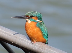 Alcedo atthis bengalensis